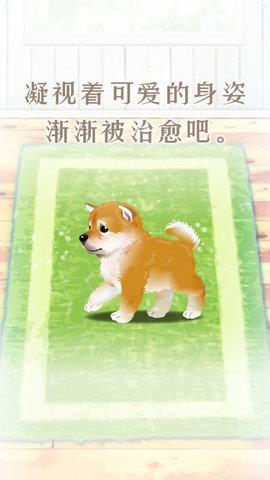 养育柴犬的治愈  v1.0.0图3