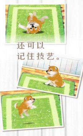 养育柴犬的治愈