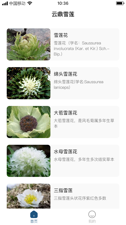 云鼎雪莲安卓版